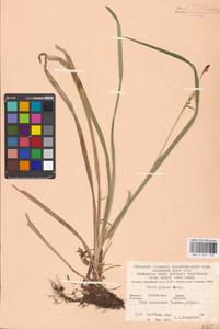 Carex pilosa Scop., Eastern Europe, West Ukrainian region (E13) (Ukraine)