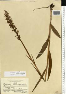 Dactylorhiza majalis subsp. baltica (Klinge) H.Sund., Eastern Europe, Central region (E4) (Russia)