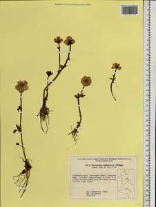 Ranunculus sulphureus Sol. ex J. B. Phipps, Siberia, Chukotka & Kamchatka (S7) (Russia)