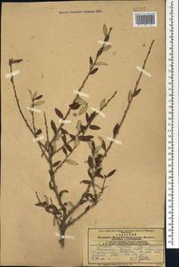 Prunus incana (Pall.) Steven, Caucasus, Armenia (K5) (Armenia)