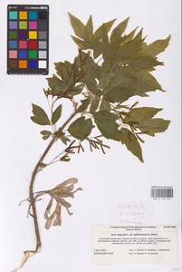 Acer negundo L., Eastern Europe, Lower Volga region (E9) (Russia)