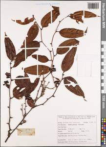 Smilax petelotii T.Koyama, South Asia, South Asia (Asia outside ex-Soviet states and Mongolia) (ASIA) (Vietnam)