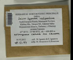 Sciuro -hypnum oedipodium (Mitt.) Ignatov & Huttunen, Bryophytes, Bryophytes - Karelia, Leningrad & Murmansk Oblasts (B4) (Russia)
