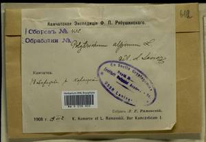 Polytrichastrum alpinum (Hedw.) G.L. Sm., Bryophytes, Bryophytes - Chukotka & Kamchatka (B21) (Russia)
