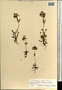 Pedicularis verticillata L., Mongolia (MONG) (Mongolia)