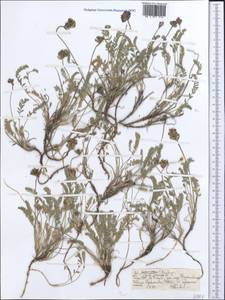 Oxytropis, Middle Asia, Pamir & Pamiro-Alai (M2) (Tajikistan)