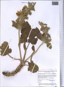 Phlomoides tianschanica (Popov) Adylov, Kamelin & Makhm., Middle Asia, Western Tian Shan & Karatau (M3) (Kyrgyzstan)