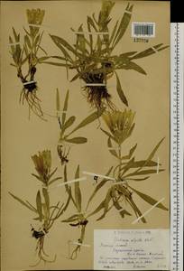 Gentiana algida Pall., Siberia, Western (Kazakhstan) Altai Mountains (S2a) (Kazakhstan)