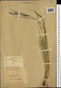 Phragmites australis (Cav.) Trin. ex Steud., Eastern Europe, Central forest region (E5) (Russia)