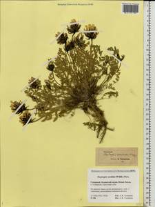 Oxytropis sordida (Willd.) Pers., Eastern Europe, Northern region (E1) (Russia)