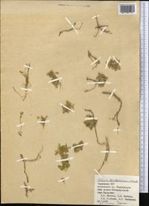 Stellaria turkestanica Schischk., Middle Asia, Pamir & Pamiro-Alai (M2) (Tajikistan)