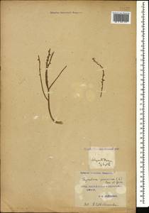 Thymelaea passerina (L.) Coss. & Germ., South Asia, South Asia (Asia outside ex-Soviet states and Mongolia) (ASIA) (Iran)