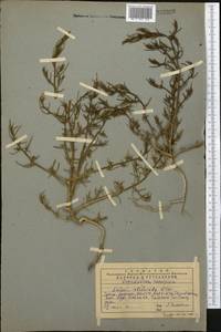 Salsola paulsenii Litv., Middle Asia, Western Tian Shan & Karatau (M3) (Kazakhstan)