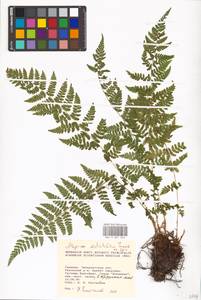 Pseudathyrium alpestre subsp. alpestre, Eastern Europe, West Ukrainian region (E13) (Ukraine)
