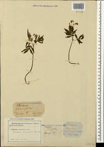 Cardamine quinquefolia (M.Bieb.) Schmalh., Crimea (KRYM) (Russia)