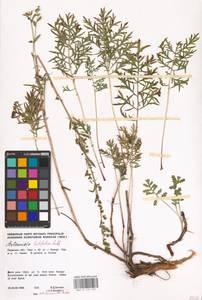 Artemisia latifolia Ledeb., Eastern Europe, Eastern region (E10) (Russia)