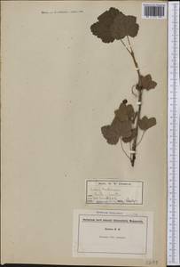 Ribes rubrum L., America (AMER) (Not classified)
