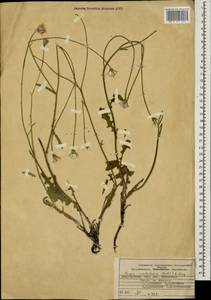 Crepis sonchifolia (M. Bieb.) C. A. Mey., Caucasus, Azerbaijan (K6) (Azerbaijan)