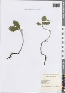 Quercus petraea subsp. iberica (Steven ex M.Bieb.) Krassiln., Caucasus, Azerbaijan (K6) (Azerbaijan)