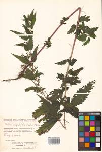 Urtica dioica var. holosericea Fr., Siberia, Russian Far East (S6) (Russia)