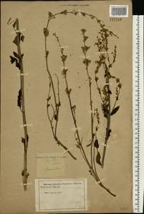 Nepeta nuda subsp. nuda, Eastern Europe, Central forest-and-steppe region (E6) (Russia)