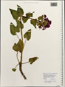 Lunaria annua L., Caucasus, Stavropol Krai, Karachay-Cherkessia & Kabardino-Balkaria (K1b) (Russia)