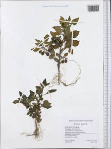 Solanum nigrum L., Western Europe (EUR) (Germany)