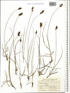 Carex divisa Huds., Caucasus, Azerbaijan (K6) (Azerbaijan)