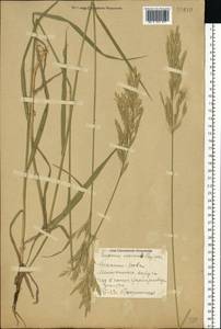 Bromus inermis Leyss., Eastern Europe, South Ukrainian region (E12) (Ukraine)