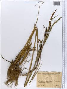 Carex acuta L., Eastern Europe, Northern region (E1) (Russia)