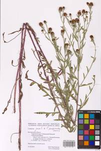 Centaurea jacea × pseudomaculosa, Eastern Europe, Central forest-and-steppe region (E6) (Russia)