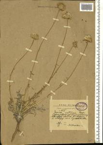 Jurinea cretacea Bunge, Eastern Europe, Lower Volga region (E9) (Russia)