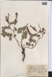 Glycyrrhiza aspera Pall., Middle Asia, Western Tian Shan & Karatau (M3) (Uzbekistan)