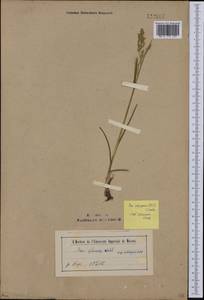 Poa alpigena Lindm., Mongolia (MONG) (Mongolia)