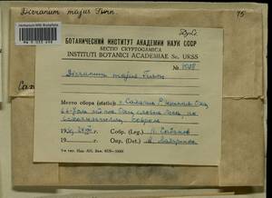 Dicranum majus Turner, Bryophytes, Bryophytes - Russian Far East (excl. Chukotka & Kamchatka) (B20) (Russia)