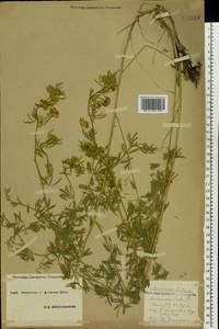 Medicago falcata L., Eastern Europe, South Ukrainian region (E12) (Ukraine)