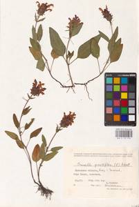 MHA 0 155 976, Prunella grandiflora (L.) Scholler, Eastern Europe, West Ukrainian region (E13) (Ukraine)