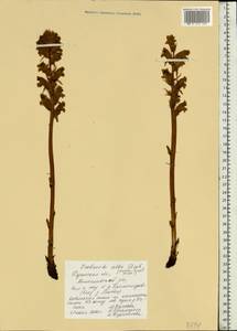 Orobanche alba, Eastern Europe, Central region (E4) (Russia)