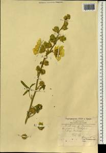 Althaea, South Asia, South Asia (Asia outside ex-Soviet states and Mongolia) (ASIA) (Iran)