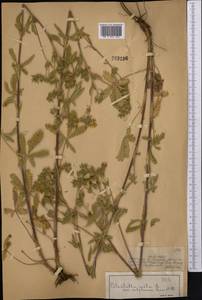 Potentilla recta L., Middle Asia, Dzungarian Alatau & Tarbagatai (M5) (Kazakhstan)