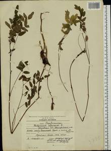 Hedysarum alpinum L., Eastern Europe, Moscow region (E4a) (Russia)