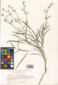 Falcaria vulgaris Bernh., Eastern Europe, Moscow region (E4a) (Russia)