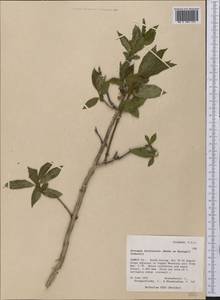 Lonicera involucrata (Richards.) Banks ex Spreng., America (AMER) (United States)