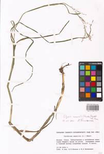 Glyceria nemoralis (R.Uechtr.) R.Uechtr. & Koern., Eastern Europe, Moscow region (E4a) (Russia)