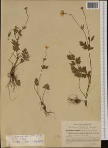 Ranunculus neapolitanus Ten., Western Europe (EUR) (Italy)