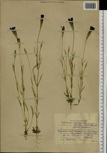 Gentianopsis barbata (Froel.) Ma, Siberia, Altai & Sayany Mountains (S2) (Russia)