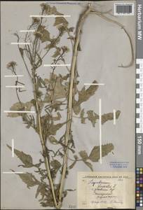 Sisymbrium loeselii L., Middle Asia, Pamir & Pamiro-Alai (M2) (Uzbekistan)