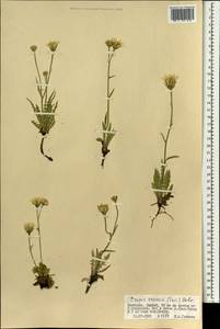 Crepis crocea (Lam.) Babc., Mongolia (MONG) (Mongolia)