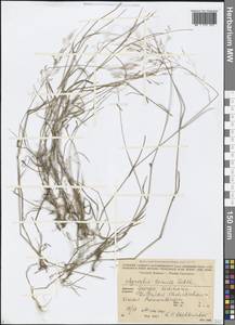 Agrostis capillaris L., Caucasus, Georgia (K4) (Georgia)