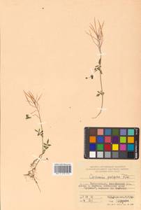 Cardamine prorepens Fisch. ex DC., Siberia, Russian Far East (S6) (Russia)